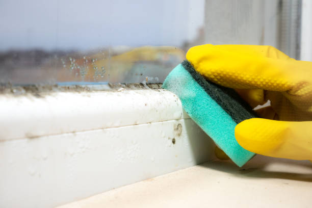 Mold Remediation for Vacation Homes in Millbourne, PA